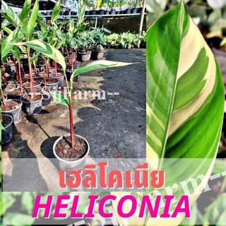 (1 ต้น)พร้อมจัดส่ง ต้นเฮลิโคเนียด่างลายฟลอริด้า Variegated heliconia ต้นธรรมรักษา ไม้ฟอกอากาศ คละความสูง/ต้น ส่งยกกระถาง