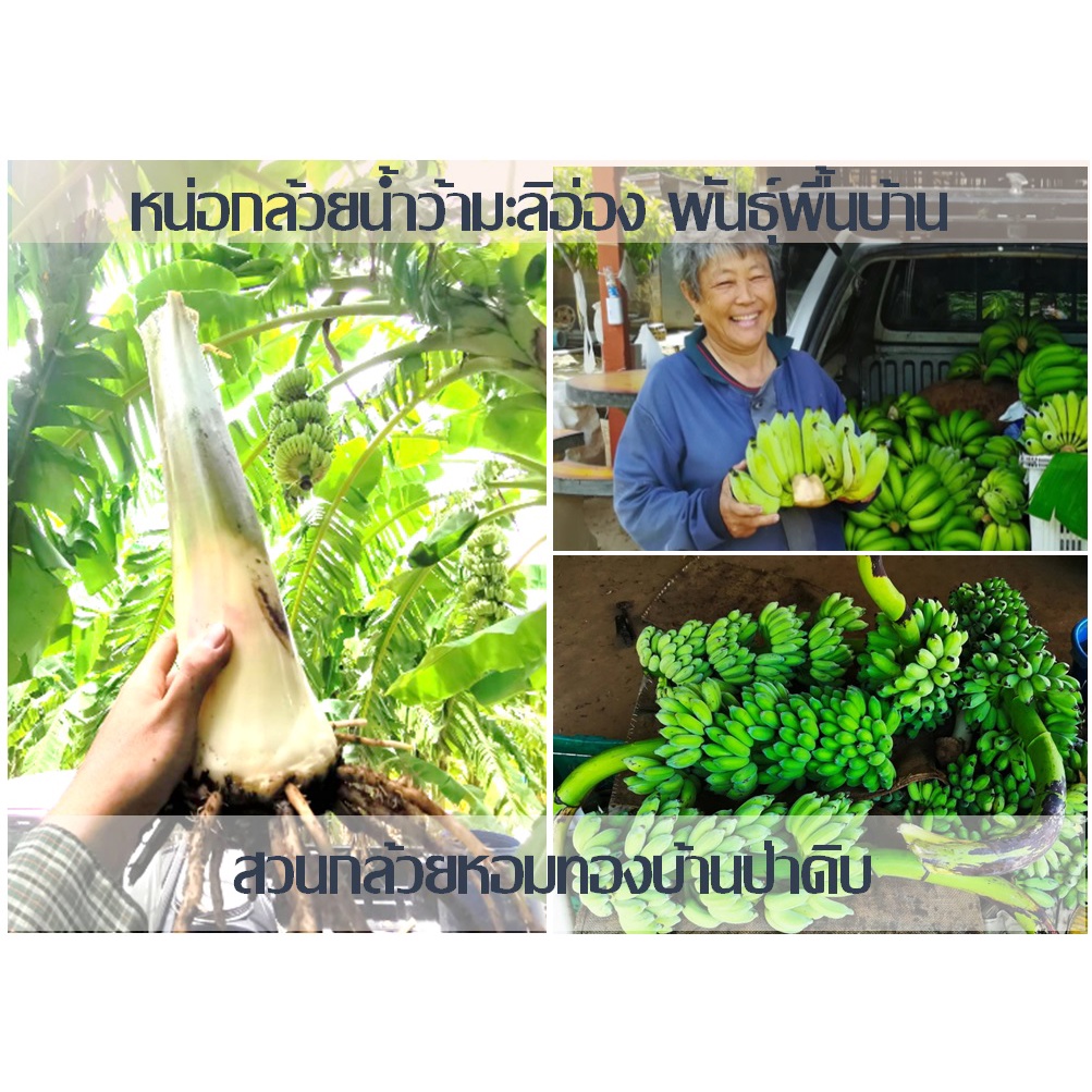 หน่อกล้วยน้ำว้ามะลิอ่อง แท้ 100% ราคาหน่อละ 39 บาท