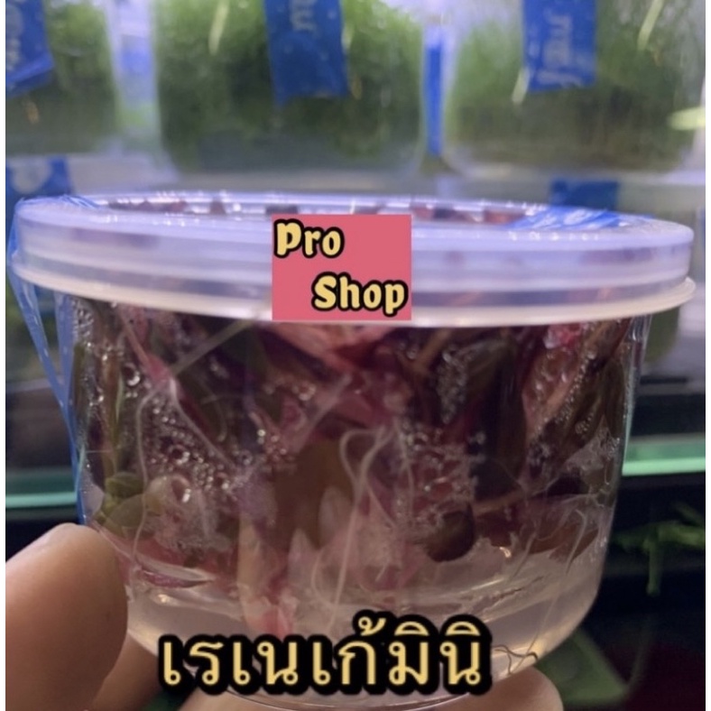 My Image 11