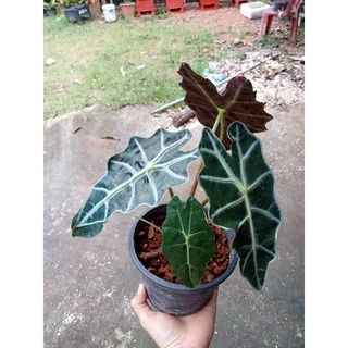 ต้นแก้วสารพัดนึก (ตัวผู้)ต้นแก้วหน้าม้า (alocasia bambino arrow)