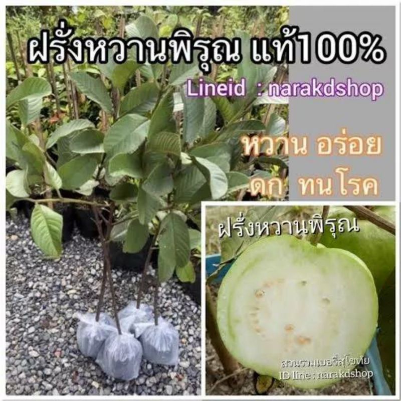 🍇ต้นฝรั่งหวานพิรุณ ฝรั่งสายพันธุ์ดีเป็นที่นิยมในท้องตลาด