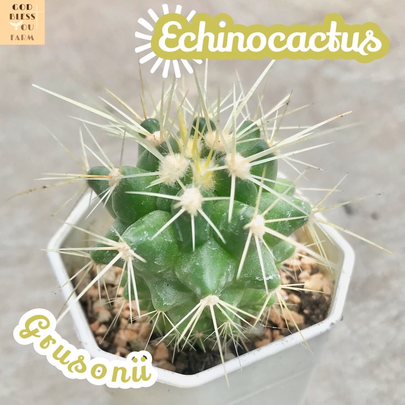 [ถังทอง] Echinocactus Grusonii ส่งพร้อมกระถาง แคคตัส Cactus Succulent Haworthia Euphorbia ไม้หายาก พืชอวบน้ำ ไม้หนาม
