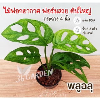 พลูฉลุ  ต้นพลูฉลุ  Monstera obliqua ไม้จิ๋ว ไม้มงคล ไม้ฟอกอากาศ ไม้ประดับ พร้อมกระถาง