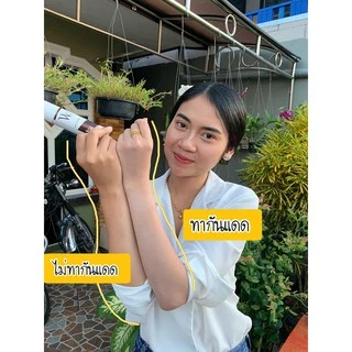 Whiteway ไวท์เวย์ โลชั่นไวท์เวย์ กันแดดไวท์เวย์ โลชั่นบำรุงผิวขาว มะหาดปันปัน แพคเกคใหม่