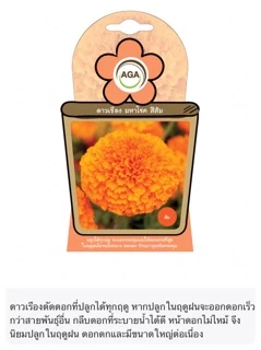 เมล็ดดอกดาวเรือง (Marigold) เมล็ดพันธุ์ดาวเรือง