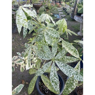 ต้นศุภโชคด่าง (Pachira aquatica variegated)