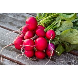 BUY ONE TAKE ONE!Red Radish Seeds for Planting (10 seeds) VEGGIESเด็ก/เมล็ด/ดอกไม้/บ้านและสวน/พาสต้า/ผักชี/เมล็ด/แอปเปิ้