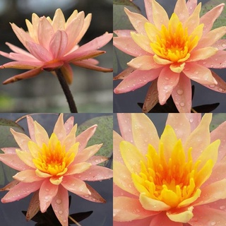 100 เมล็ด เมล็ดบัว สีส้ม นำเข้า บัวนอก สายพันธุ์เมล็ดบัว Waterlily Nymphaea Seeds