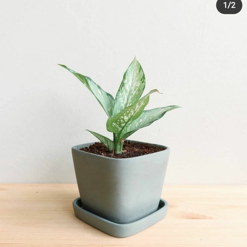 มุมมอง 2