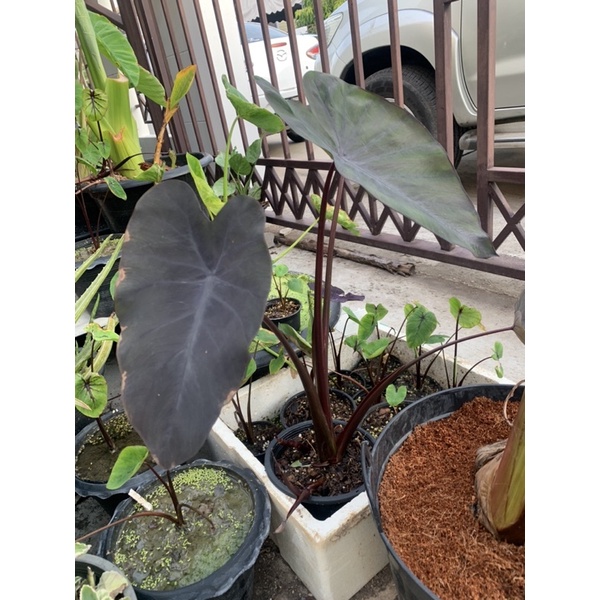 colocasia black runner