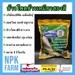 ข้าวโพดข้าวเหนียว สองสี ขนาด 1 กิโลกรัม หมดอายุ 01-02-2567 2 สี ขาว และม่วง แปซิฟิค ลูกผสม ฝักใหญ่ หวานอร่อย แข็งแรง