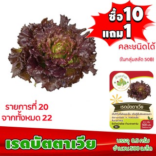 (ซื้อ10แถม1 ฟรีคู่มือ) เมล็ดพันธุ์ เรดบัตตาเวีย RED BATAVIA 0.5กรัม (ประมาณ 500เมล็ด) ทำมะชาดฟาร์ม  ผักสลัด เมล็ดพันธุ์ส