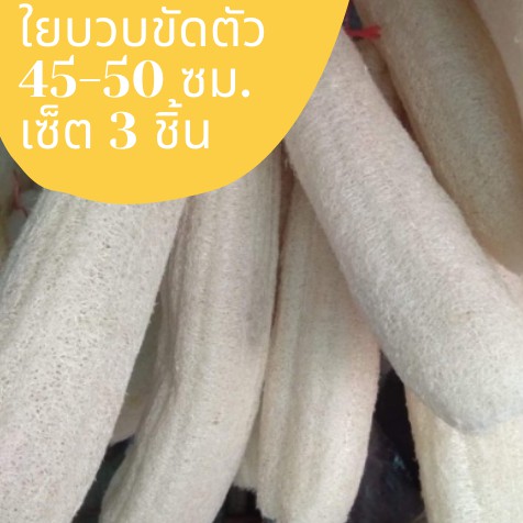 ใยบวบขัดตัว เซ็ต 3 ชิ้น ขนาดใหญ่ 40-45 cm ใยบวบหอมธรรมชาติ ใยบวบขนาดใหญ่ที่สุด สุดคุ้ม!!