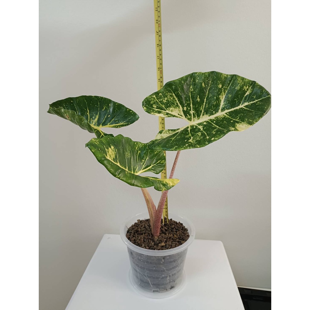 บอนเพชรเจ็ดสี, Alocasia New Guinea Gold, กัดสีแล้ว จัดส่งพร้อมกระถาง (ได้ต้นจริงตามรูป)