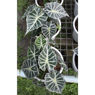 Alocasia parasol แก้วพาราซอล กระถาง 5-8 นิ้ว