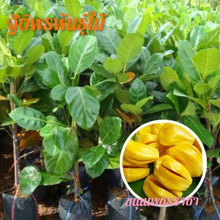 🌱 ขนุนเพชรราชา แท้💯 เกรด A