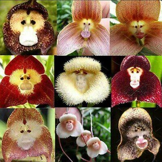 30 เมล็ดพันธุ์ เมล็ดกล้วยไม้ กล้วยไม้ Orchid flower seeds อัตราการงอก 80-85%