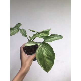 - Syngonium Sp. - น่าจะเป็นโฮลี่ด่างค่ะ