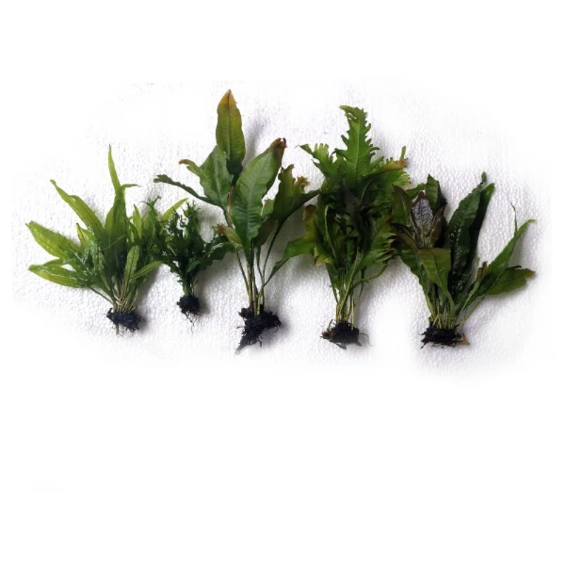 เฟรินรากดำต้นไม้น้ำ( Java fern )หลายชนิด Microsorium ต้นไม้ตกเเต่งตุ้ปลากรุณา อ่านรายละเอียกก่อนสั่ง