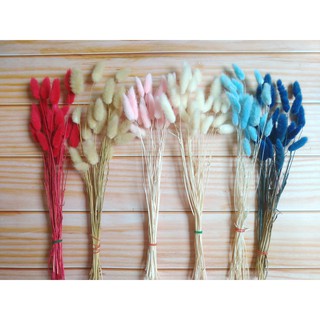 หญ้าหางกระต่าย 20 ดอก​ Bunny Tail ดอกไม้แห้ง ดอกหญ้าแห้ง หญ้าแห้ง DIY ตกแต่ง พร้อพถ่ายรูป ตกแต่งบ้าน