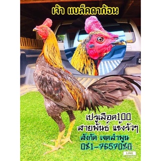 ไข่เชื้อไก่ชนเปรูเลือด100 สายพันธุ์แท้100 บินรัวๆ