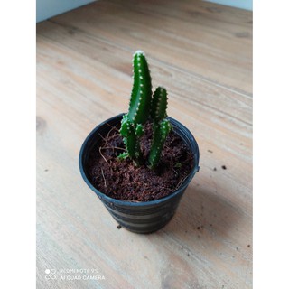 แคคตัส คอนโดนางฟ้า / ปราสาทนางฟ้า (Cereus) กระถาง 3 นิ้ว 20 บาท