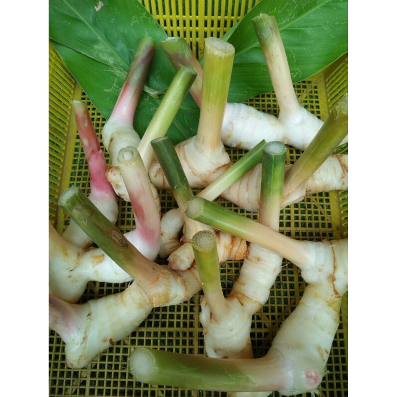 ข่าอ่อน/ข่าแก่พร้อมนำไปประกอบอาหาร ครึ่ง กก. 80 บาท / 150 กก. บาท