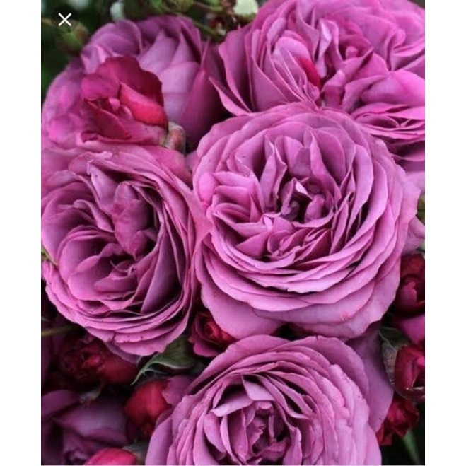 Thank you rose ไม้ออสเตรเลีย ปี 2002 ไม้พุ่ม ดอกเป็นช่อ กลิ่นหอม