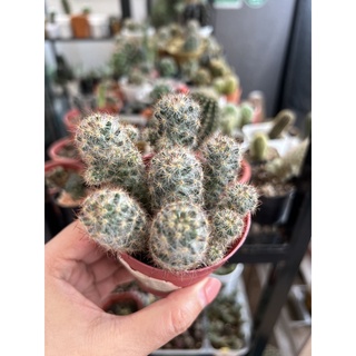 Mammillaria prolifera ดอกชมพู / ครีม