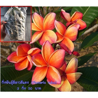 กิ่งพันธุ์ลีลาวดีส้มแดง (Plumeria ruba)เป็นไม้ดอกที่มีสีสันสวยงาม  3 กิ่ง 50 บาท  ตัดสดตามออเดอร์