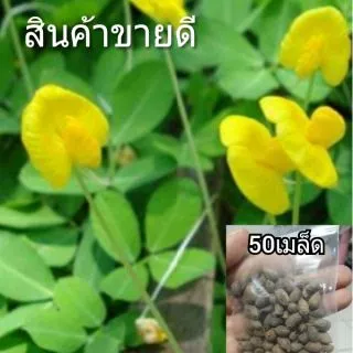 เมล็ดถั่วบราซิล 50 เมล็ด ตกเเต่งสวน คลุมหญ้า บำรุงดิน หญ้าจัดสวน