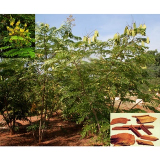 50 เมล็ด เมล็ดพันธุ์ ฝางแดง หรือ ฝางเสน หรือ ฝางส้ม Caesalpinia sappan L.