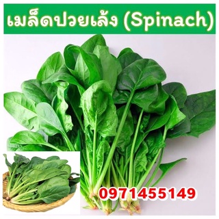 🍀เมล็ดพันธ์ปวยเล็ง🍀🍀