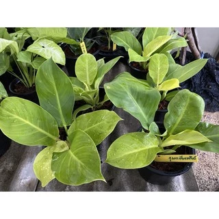 ต้นกุมารทองเรียกทรัพย์ Philodendron Moonlight จัดส่งพร้อมกระถางดำ 6 นิ้ว
