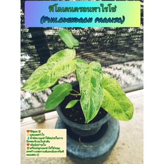 🌱ฟิโลเดนดรอนพาไรโซ่ (Philodendron Paraiso) 🌱ลายด่างสวยๆ 🌺🌸