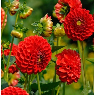 1 เหง้า/ชุุด รักเร่ Dahlia สายพันธุ์ Pompon Nescio Red หัวรักเร่ ดอกไม้ ดอกรักเร่ เหง้า นำเข้า ยุโรป หัวสดใหม่