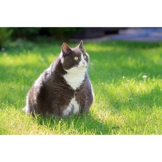 ทรายภูเขาไฟ กลิ่นหอม10 ลิตร Fatty cat ฝุ่นน้อย ไม่ติดเท้า ควบคุมกลิ่นได้ดี