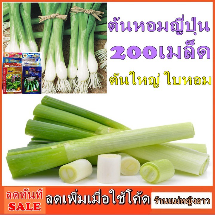 ต้นหอมญี่ปุ่น 200 เมล็ด พันธ์ุ ก้านใบใหญ่ ใบหอม รสชาติดี โตเร็ว ซองดั้งเดิม สลัด ผักสวนครัว ซอง ใส่ 