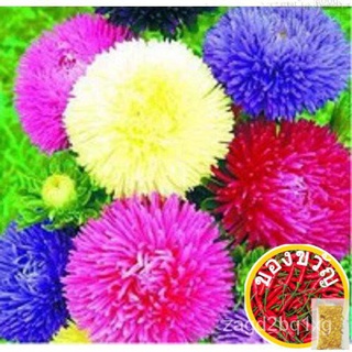 3x Golf China Aster Chrysanthemum Flower Seeds- LOCAL READY STOCKS香菜/seeds/内裤/种子/裙子/鲜花/木瓜/儿童/手链/向日葵/ 1LU8