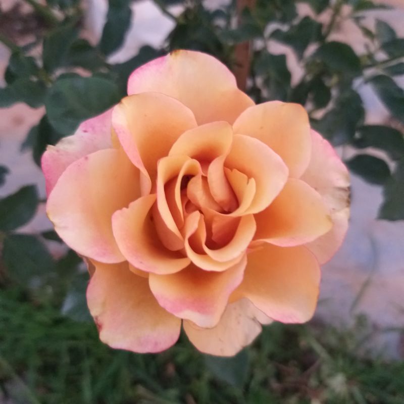 กุหลาบ"Honey colorama"ไรหนาม หนามน้อย บานทน