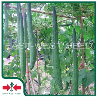 East-West Seed เมล็ดพันธุ์ บวบหอม (Luffa seeds) สายฟ้า F1 เมล็ดพันธุ์ผัก เมล็ดพันธุ์พืช ผักสวนครัว ตราศรแดง​​กระโปรง/เมล