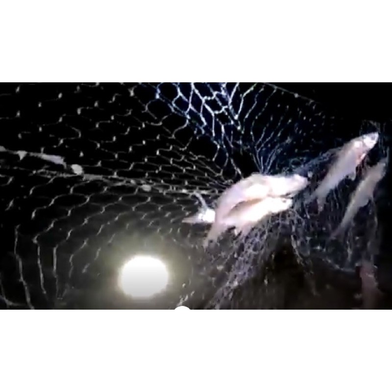 #อวนปลากระบอกราคาถูก 📌แบบสำเร็จทุ่นตะกั่ว ป้ายยาว 75 เมตร ลึก 30 ตา - รูปที่ 6