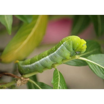 รูปภาพ 7