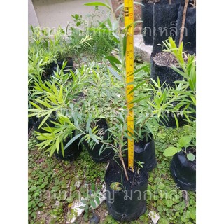 ต้นแปรงล้างขวด Bottle brush tree [สูง 15-25 cm]