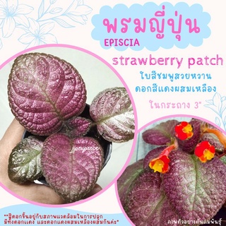 พรมญี่ปุ่น "สตรอเบอร์รี่ แพทช์"(Strawberry Patch) ดอกสีแดง และดอกสีเเดงผสมเหลือง ใบสีชมพูหวาน ในกระถาง 3 นิ้ว ค่าส่งถูก