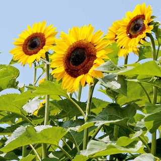 🔥PARIS SUNFLOWER🔥NO.1 PARIS SUNFLOWER SEEDS (10PCS)/ Biji Benih Bunga Matahari Paris