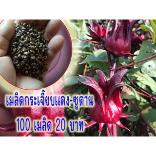 เมล็ดพันธ์ กระเจี๊ยบแดงพันธ์ ซูดาน สีเข้ม ดอกใหญ่ เมล็ดใหม่ๆ เก็บปีต่อปี 100 เมล็ด เพียง 20 บาท สำหรับคนมีที่ว่างริมรั้ว