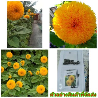 (ขาย เมล็ด) ต้น ดอก เมล็ด ทานตะวันเท็ดดี้แบร์ ทานตะวันแทดดี้แบร์ Teddy bear sunflower ทานตะวัน Sunflower seeds  happy