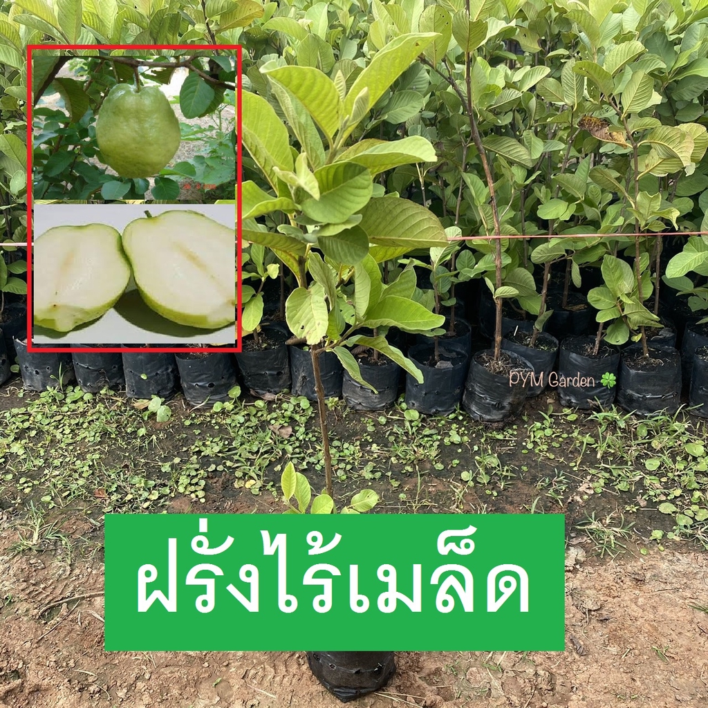 ต้นฝรั่งไร้เมล็ด ไม่มีเมล็ด ฝรั่ง กิ่งตอน พร้อมปลูกต้นสูง 50-70cm (ส่งใหม่ฟรี หากสินค้าเสียหาย)