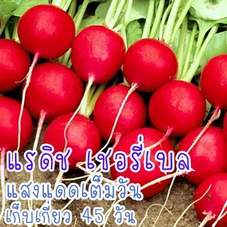 200 เมล็ด เมล็ด​พันธุ์​ แรดิชเชอร์รี่​เบล​ Radish​ เมล็ดพันธุ์แรดิช